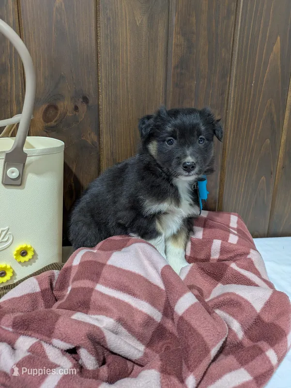 Bramble – Australian Shepherd, Border Collie puppy for sale in Fresno, OH