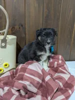 Bramble, a female Australian Shepherd and Border Collie for sale in Fresno, OH – Photo 1 of 10