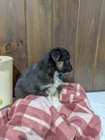 Bramble, a female Australian Shepherd and Border Collie for sale in Fresno, OH – Photo 3 of 10