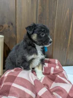 Bramble, a female Australian Shepherd and Border Collie for sale in Fresno, OH – Photo 4 of 10