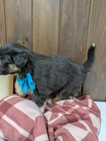 Bramble, a female Australian Shepherd and Border Collie for sale in Fresno, OH – Photo 8 of 10