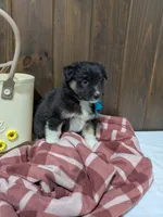 Bramble, a female Australian Shepherd and Border Collie for sale in Fresno, OH – Photo 2 of 10