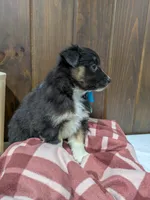 Bramble, a female Australian Shepherd and Border Collie for sale in Fresno, OH – Photo 5 of 10