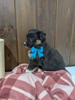 Bramble, a female Australian Shepherd and Border Collie for sale in Fresno, OH – Photo 10 of 10