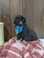 Bramble, a female Australian Shepherd and Border Collie for sale in Fresno, OH – Photo 9 of 10