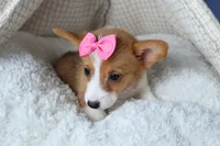 Lexi, a female Pembroke Welsh Corgi for sale in Fresno, OH – Photo 9 of 10
