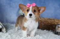 Lexi, a female Pembroke Welsh Corgi for sale in Fresno, OH – Photo 6 of 10