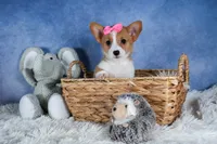 Lexi, a female Pembroke Welsh Corgi for sale in Fresno, OH – Photo 3 of 10