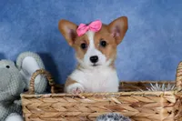 Lexi, a female Pembroke Welsh Corgi for sale in Fresno, OH – Photo 7 of 10