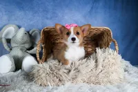 Lexi, a female Pembroke Welsh Corgi for sale in Fresno, OH – Photo 8 of 10