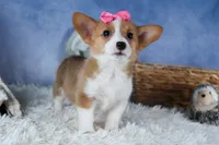 Lexi, a female Pembroke Welsh Corgi for sale in Fresno, OH – Photo 4 of 10