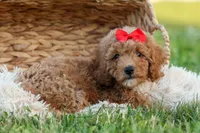 Tyson 💙✨, a male Poodle - Miniature  for sale in Fresno, OH – 8 of 10