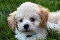 Franklin 🐶, a male Maltipoo for sale in Fresno, OH – 5 of 10