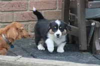 Sophia💗🐾, a female Australian Shepherd and Pembroke Welsh Corgi for sale in Fresno, OH – 4 of 4