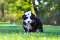Hailey, a female Miniature Bernedoodle for sale in Fresno, OH – 5 of 6