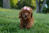 Dixie 🎀🐶, a female Poodle - Miniature  for sale in Fresno, OH – 9 of 10