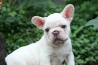 Fiona Rose🎀, a female French Bulldog for sale in Fresno, OH – 6 of 9