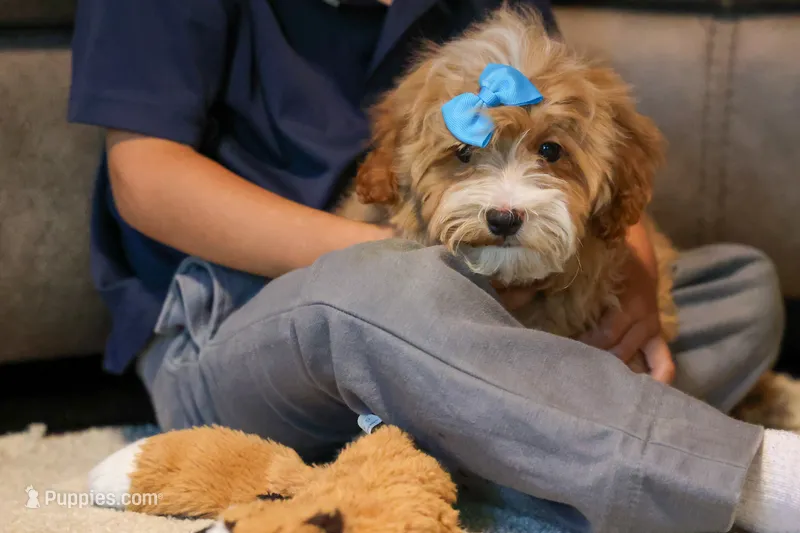 Enzo 🐶 – Havapoo puppy for sale in Fresno, OH