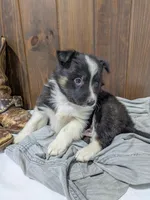 Meet Hudson 🐾, a male Australian Shepherd and Border Collie for sale in Fresno, OH – Photo 6 of 10