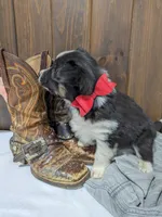 Meet Hudson 🐾, a male Australian Shepherd and Border Collie for sale in Fresno, OH – Photo 3 of 10