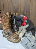 Meet Hudson 🐾, a male Australian Shepherd and Border Collie for sale in Fresno, OH – Photo 7 of 10