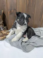 Meet Hudson 🐾, a male Australian Shepherd and Border Collie for sale in Fresno, OH – Photo 5 of 10