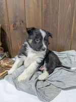 Meet Hudson 🐾, a male Australian Shepherd and Border Collie for sale in Fresno, OH – Photo 2 of 10