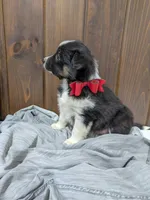 Meet Hudson 🐾, a male Australian Shepherd and Border Collie for sale in Fresno, OH – Photo 10 of 10