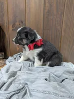 Meet Hudson 🐾, a male Australian Shepherd and Border Collie for sale in Fresno, OH – Photo 8 of 10