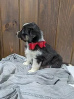 Meet Hudson 🐾, a male Australian Shepherd and Border Collie for sale in Fresno, OH – Photo 9 of 10