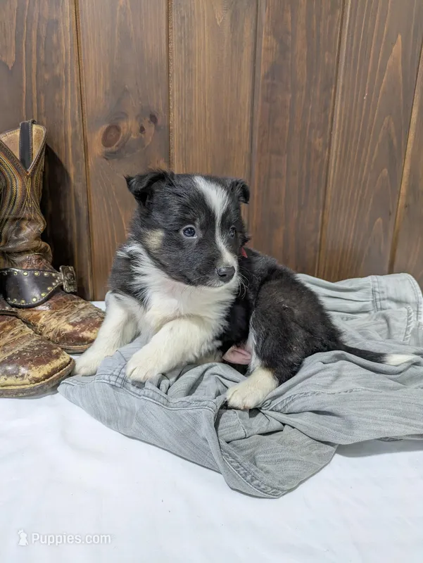 Meet Hudson 🐾 – Australian Shepherd, Border Collie puppy for sale in Fresno, OH