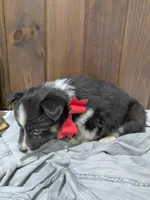 Meet Hudson 🐾, a male Australian Shepherd and Border Collie for sale in Fresno, OH – Photo 4 of 10