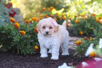 Nicole, a female Havapoo for sale in Fresno, OH – 6 of 7