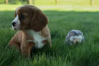 Frankie 🐶, a male Cavalier King Charles Spaniel for sale in Fresno, OH – 5 of 9