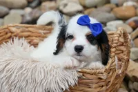 Parker, a male Cavapoo for sale in Fresno, OH – 2 of 10