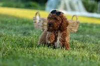 Thor🐾💙, a male Poodle - Miniature  for sale in Fresno, OH – 6 of 10