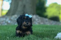Harley 🦴🐶, a male Miniature Dachshund for sale in Fresno, OH – 7 of 10