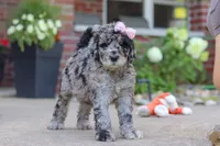Raina, a female Newfypoo for sale in Fresno, OH – 4 of 8