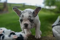 Amelia (Merle & White) 💙🤍, a female French Bulldog for sale in Fresno, OH – 7 of 10