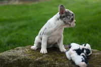 Amelia (Merle & White) 💙🤍, a female French Bulldog for sale in Fresno, OH – 9 of 10