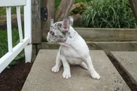 Amelia (Merle & White) 💙🤍, a female French Bulldog for sale in Fresno, OH – 4 of 10