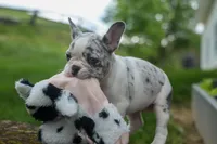 Amelia (Merle & White) 💙🤍, a female French Bulldog for sale in Fresno, OH – 6 of 10