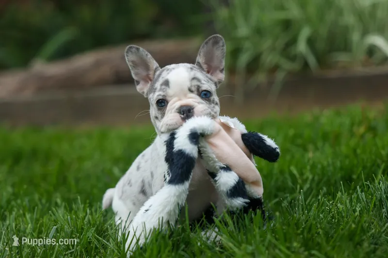 Amelia (Merle & White) 💙🤍 – French Bulldog puppy for sale in Fresno, OH