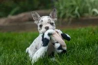 Amelia (Merle & White) 💙🤍, a female French Bulldog for sale in Fresno, OH – 1 of 10