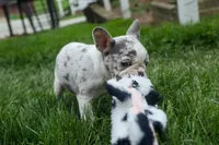 Amelia (Merle & White) 💙🤍, a female French Bulldog for sale in Fresno, OH – 5 of 10