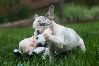 Amelia (Merle & White) 💙🤍, a female French Bulldog for sale in Fresno, OH – 8 of 10
