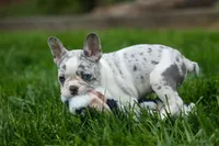 Amelia (Merle & White) 💙🤍, a female French Bulldog for sale in Fresno, OH – 10 of 10