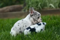 Amelia (Merle & White) 💙🤍, a female French Bulldog for sale in Fresno, OH – 2 of 10