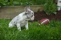 Amelia (Merle & White) 💙🤍, a female French Bulldog for sale in Fresno, OH – 3 of 10