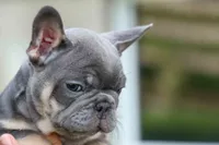 🐾 Mateo, a male French Bulldog for sale in Fresno, OH – 2 of 10